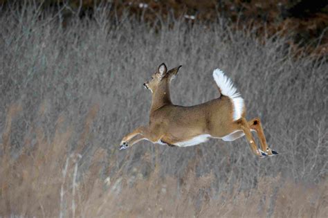 Delta captivating spells: A new approach to attracting deer